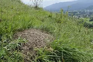 Nest Collection: Black-backed meadow ant (Formica pratensis) nest mound of old grass stems in montane pastureland