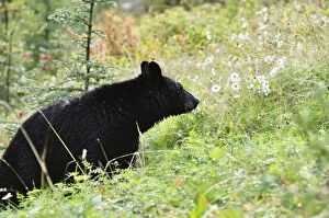 Images Dated 17th September 2009: Black bear, Jasper National Park, Alberta, Canada, North America