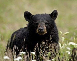 Images Dated 10th April 2009: Black bear (Ursus americanus), Alaska Highway, British Columbia, Canada, North America