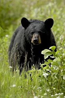 Images Dated 10th April 2009: Black bear (Ursus americanus), Alaska Highway, British Columbia, Canada, North America