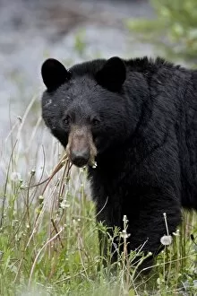 Images Dated 25th March 2009: Black bear (Ursus americanus), Banff National Park, Alberta, Canada, North America