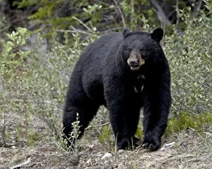 Images Dated 31st March 2009: Black bear (Ursus americanus), Banff National Park, Alberta, Canada, North America