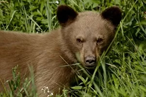 Images Dated 13th August 2008: Black bear (Ursus americanus) cub, Waterton Lakes National Park, Alberta