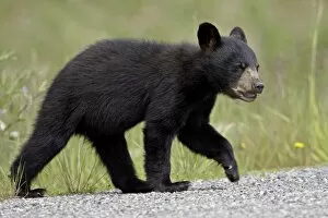Images Dated 10th April 2009: Black bear (Ursus americanus) cub crossing the road, Alaska Highway, British Columbia