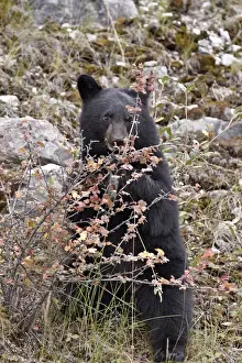 Black bear (Ursus americanus) cub eating Canadian gooseberry berries, Jasper National Park, Alberta, Canada, North America
