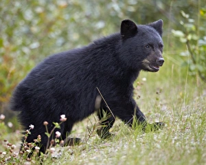 Alberta Prints: Black bear (Ursus americanus) cub of the year in the fall