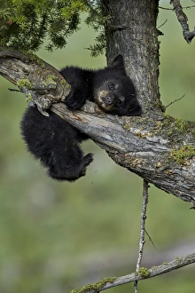 Black Bear (Ursus americanus) cub of the year or spring cub, Yellowstone National Park