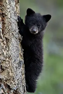 Portrait Prints: Black bear (Ursus americanus) cub of the year or spring cub climbing a tree, Yellowstone