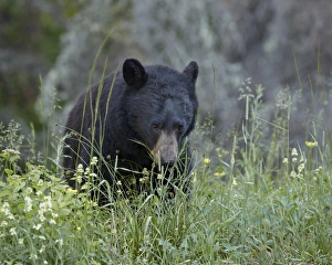 Glacier National Park Gallery: Black bear (Ursus americanus) eating, Glacier National Park, Montana, United States of America