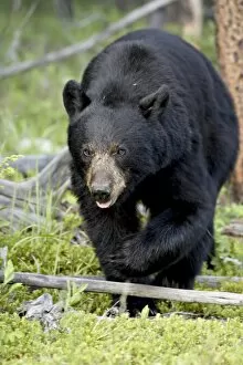 Images Dated 5th April 2009: Black bear (Ursus americanus), Jasper National Park, Alberta, Canada, North America
