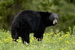 Black bear (Ursus americanus), Manning Provincial Park, British Columbia