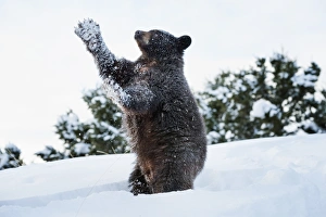 Montana Prints: Black bear (Ursus Americanus), Montana, United States of America, North America