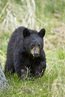 Bear Cub Prints: Black bear (Ursus americanus), second year cub, Yellowstone National Park, Wyoming