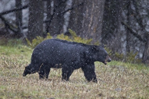 Wild Animals Prints: Black bear (Ursus americanus) in the snow