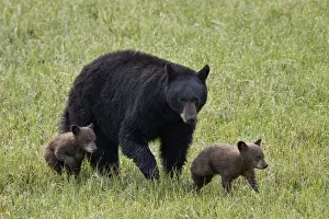 Black bear (Ursus americanus) sow and two chocolate cubs of the year or spring cubs