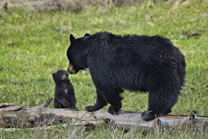 Face To Face Prints: Black bear (Ursus americanus) sow and cub of the year