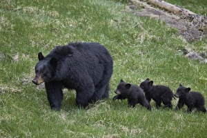 Ursus Prints: Black bear (Ursus americanus) sow and three cubs of the year