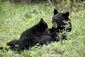 Black bear (Ursus americanus) sow nursing a spring cub