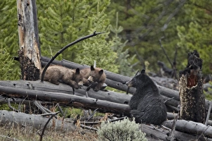 Bear Cub Prints: Black bear (Ursus americanus) sow and two yearling cubs