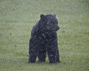 Stormy Prints: Black bear (Ursus americanus) in a spring snow storm