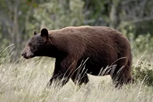 Images Dated 10th August 2008: Black bear (Ursus americanus), Waterton Lakes National Park, Alberta, Canada
