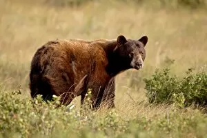 Black bear (Ursus americanus), Waterton Lakes National Park, Alberta, Canada