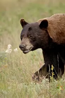 Images Dated 11th August 2008: Black bear (Ursus americanus), Waterton Lakes National Park, Alberta, Canada