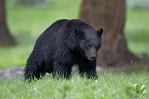 Wyoming Prints: Black Bear (Ursus americanus), Yellowstone National Park