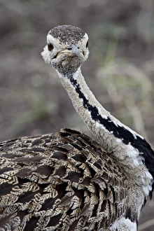 Images Dated 7th October 2007: Black-bellied bustard (Black-bellied korhaan) (Eupodotis melanogaster)