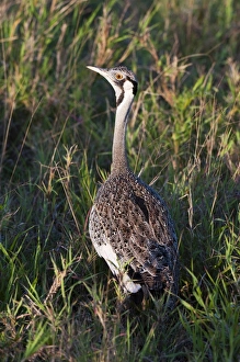 Lualenyi Prints: Black-bellied bustard (Lissotis melanogaster), Lualenyi Game Reserve, Kenya