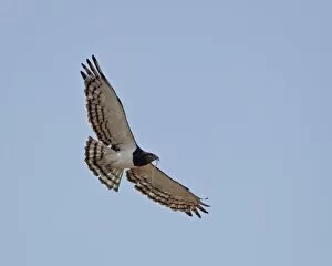 Images Dated 10th April 2011: Black-breasted snake eagle (black-chested snake eagle) (Circaetus pectoralis) in flight with a snake
