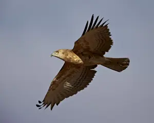 Beak Prints: Black-breasted snake eagle (black-chested snake eagle) (Circaetus pectoralis) in flight