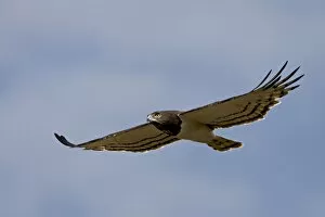 Images Dated 10th October 2007: Black-breasted snake eagle (Circaetus pectoralis), Masai Mara National Reserve