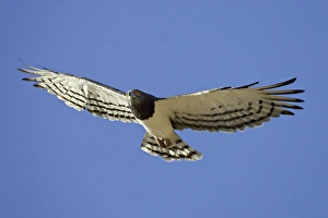 Images Dated 25th February 2007: Black-breasted snake eagle (Circaetus pectoralis), Kgalagadi Transfrontier Park