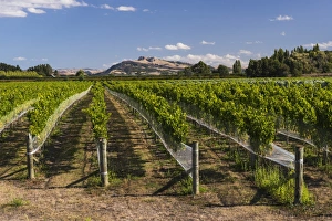 Wine Industry Prints: Black Bridge Estate Vineyards near Napier, Hawkes Bay Region, North Island, New Zealand