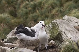Images Dated 4th March 2009: Black browed albatross chick being fed by adult, West Point Island, Falkland Islands