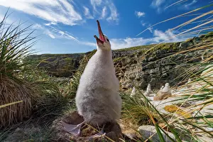 Beak Prints: Black-browed albatross chick in nest on New Island in the Falkland Islands under blue sky
