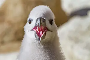 Beak Prints: Black-browed albatross chick in the nest on New Island in the Falkland Islands during the early stages of growth