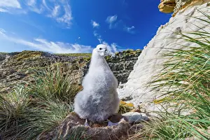 Feathers Prints: Black-browed albatross chick resting in nest on New Island during daytime in Falkland Islands