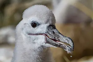 Feathers Prints: Black-browed albatross chick resting in its nest on New Island in the Falkland Islands during the breeding season