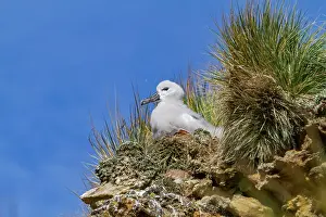 Feathers Prints: Black-browed albatross chick rests in nest on New Island in Falkland Islands during sunny weather