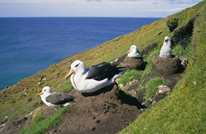 Black Browed Prints: Black-browed albatross and chick, Saunders Island, Falkland Islands