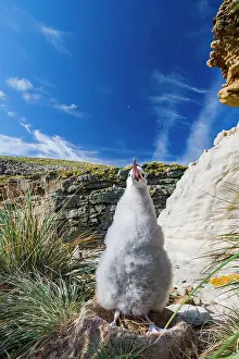 Ornithology Prints: Black-browed albatross chick standing in the nest