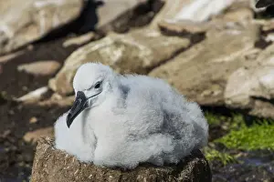 Seabird Prints: Black-browed albatross chick (Thalassarche melanophris), Saunders Island, Falklands