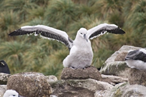Images Dated 4th March 2009: Black browed albatross chick, West Point Island, Falkland Islands, South America