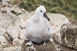 Images Dated 4th March 2009: Black browed albatross chick, West Point Island, Falkland Islands, South America