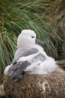 Images Dated 4th March 2009: Black browed albatross chick, West Point Island, Falkland Islands, South America