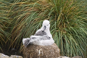 Images Dated 4th March 2009: Black browed albatross chick, West Point Island, Falkland Islands, South America