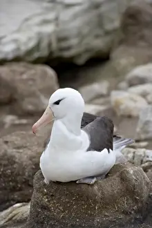 Black-browed albatross (Diomedea melanophris) on nest, New Island, Falkland Islands