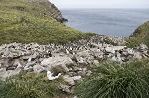 Images Dated 4th March 2009: Black browed albatross and rockhopper penguins, West Point Island, Falkland Islands